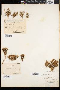 Silene acaulis image