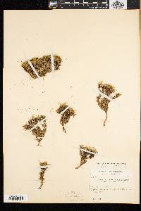 Silene acaulis image