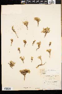 Silene acaulis image