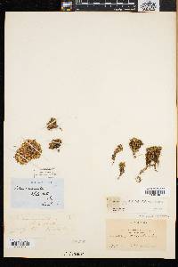 Silene acaulis image