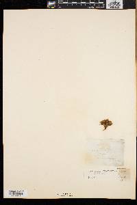 Silene acaulis image