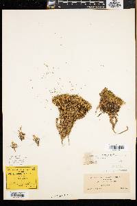 Silene acaulis image