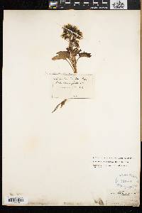 Nabalus boottii image