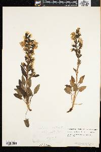 Nabalus boottii image