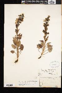 Nabalus boottii image