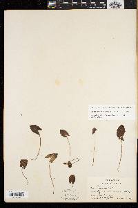 Nabalus boottii image