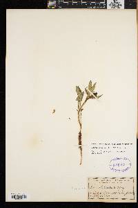 Nabalus boottii image