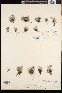 Gnaphalium supinum image