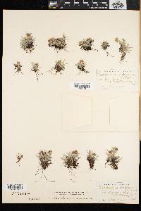 Omalotheca supina image