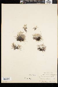 Gnaphalium supinum image