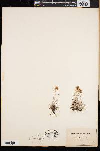 Gnaphalium supinum image