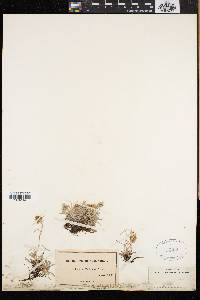 Gnaphalium supinum image