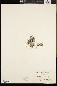 Gnaphalium supinum image