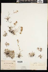 Gnaphalium supinum image