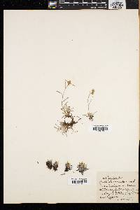 Gnaphalium supinum image
