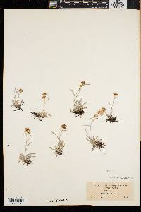Gnaphalium supinum image