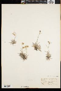 Gnaphalium supinum image