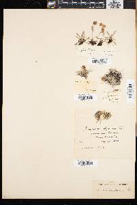 Gnaphalium supinum image