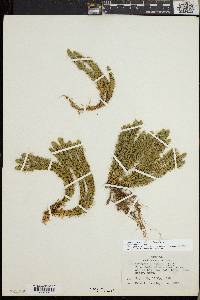 Huperzia selago image
