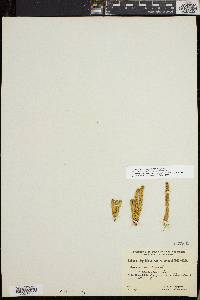 Huperzia selago var. appressa image