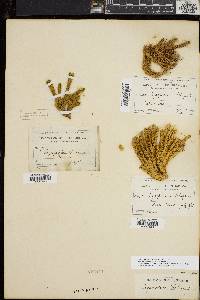 Huperzia selago var. appressa image