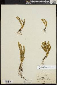 Huperzia selago var. appressa image