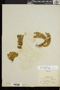 Huperzia selago var. appressa image