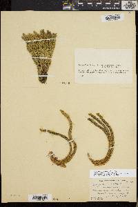 Huperzia selago var. appressa image