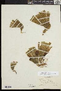 Huperzia selago var. appressa image