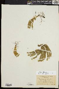 Huperzia selago var. appressa image
