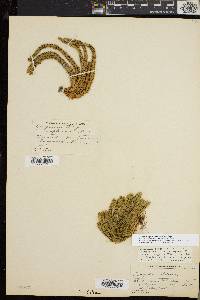 Huperzia selago var. appressa image