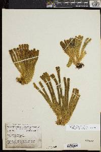 Huperzia selago var. appressa image