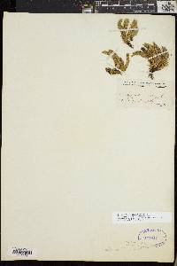 Huperzia selago var. appressa image