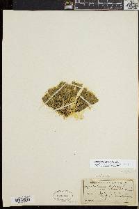 Huperzia selago var. appressa image