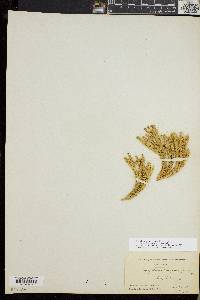 Huperzia selago var. appressa image