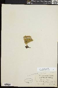Huperzia selago var. appressa image