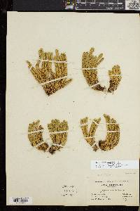 Huperzia selago var. appressa image