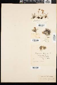 Gnaphalium supinum image
