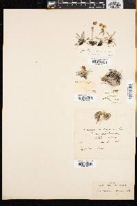 Gnaphalium supinum image