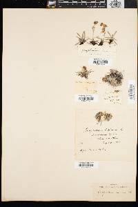 Gnaphalium supinum image