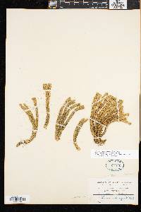 Lycopodium selago image