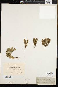 Lycopodium selago var. patens image