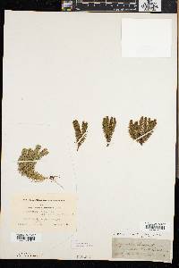 Lycopodium selago image