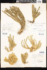 Lycopodium selago image