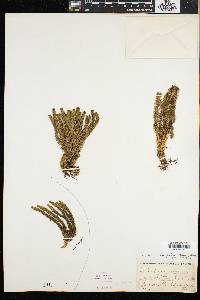 Lycopodium selago image