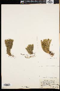 Lycopodium selago var. patens image