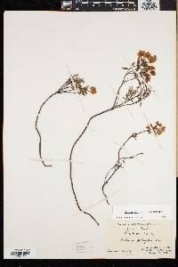 Kalmia polifolia image