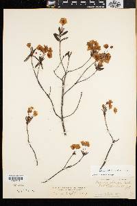 Kalmia polifolia image