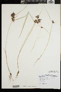 Cyperus diandrus image