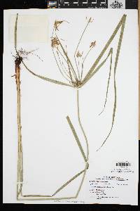 Cyperus lancastriensis image